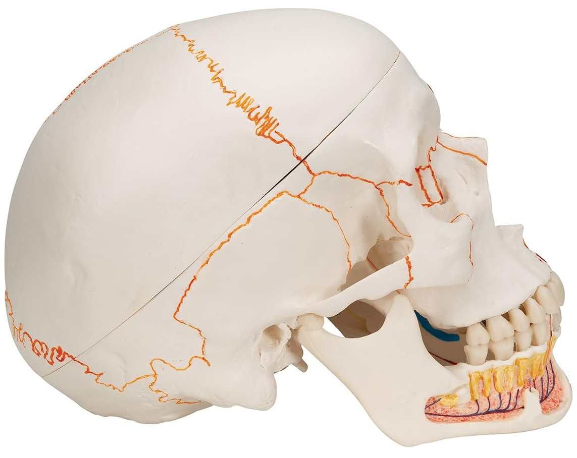 Модель черепа людини 3B Scientific A22/1 / 3 частини / 3B Smart Anatom / Різнокольоровий, фото №2