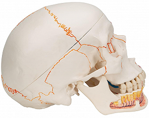 Модель черепа людини 3B Scientific A22/1 / 3 частини / 3B Smart Anatom / Різнокольоровий synthetic.ua - Фото 1