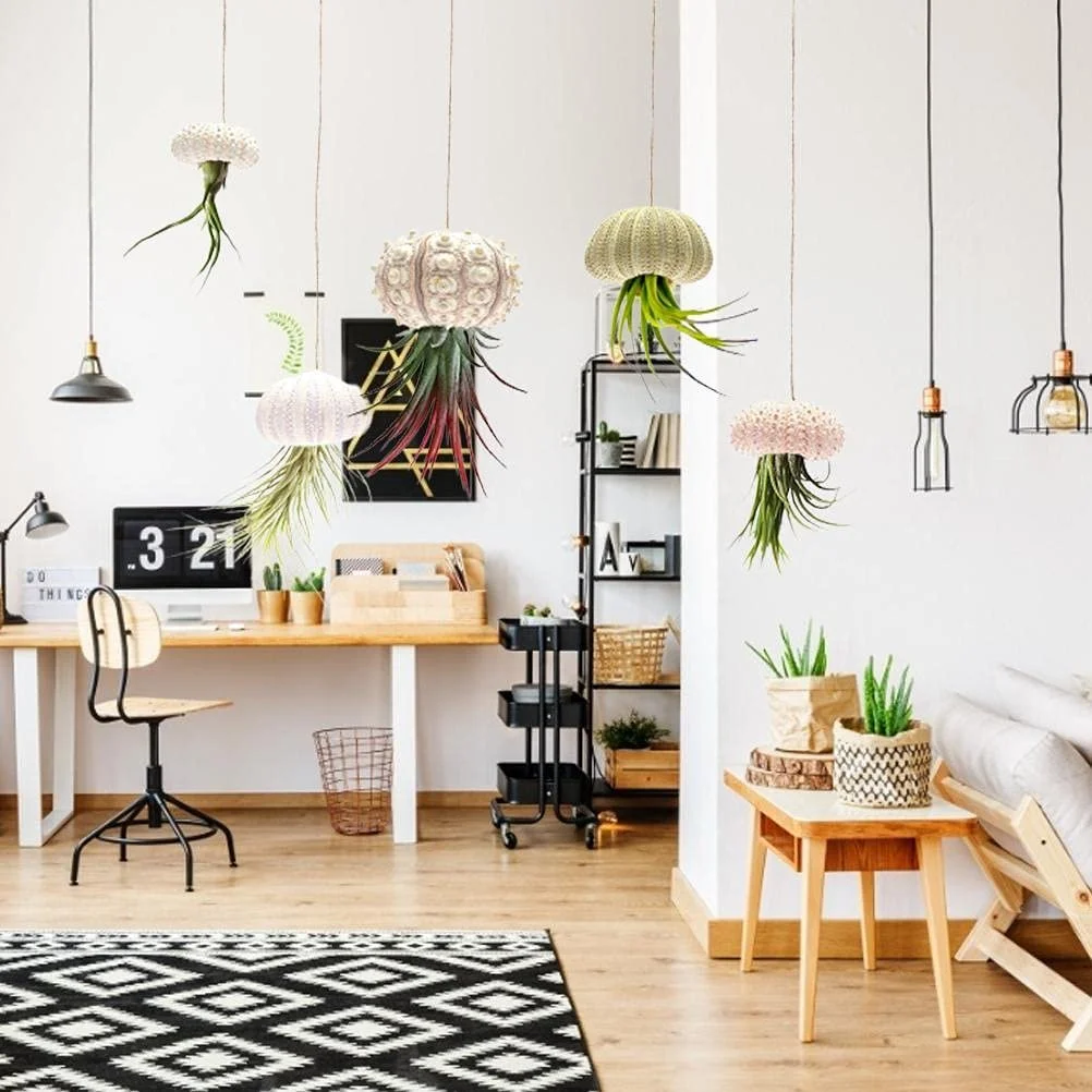 Тримачі для повітряних рослин Ejoyous Conch 5-Piece Set Натуральні мушлі з дренажними отворами, фото №7