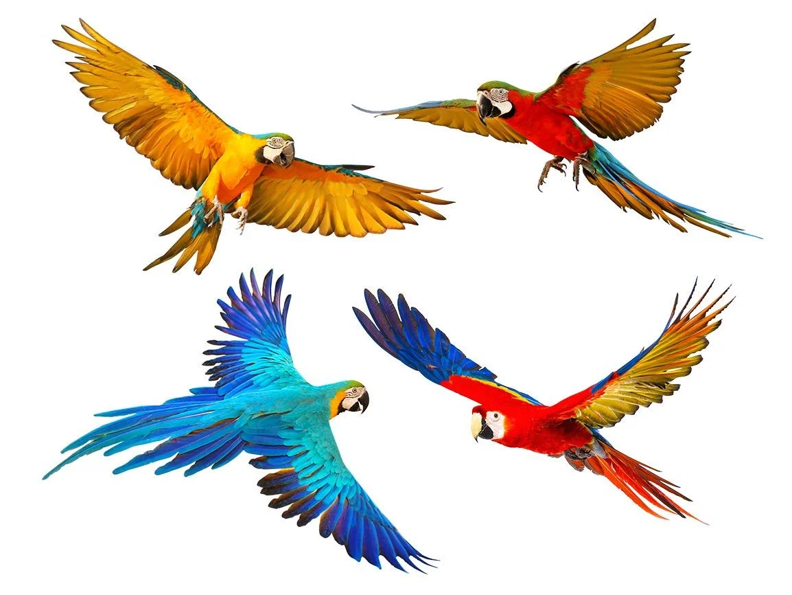 Наклейка на стену Pixblick 4 Large Flying Parrots, фото №2