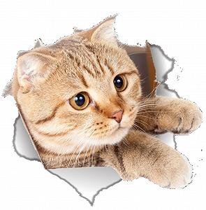 Наклейка на стіну 3D Cat 22 x 21 см - Фото 1