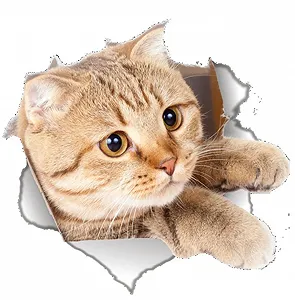 Наклейка на стіну 3D Cat 22 x 21 см - Фото 1