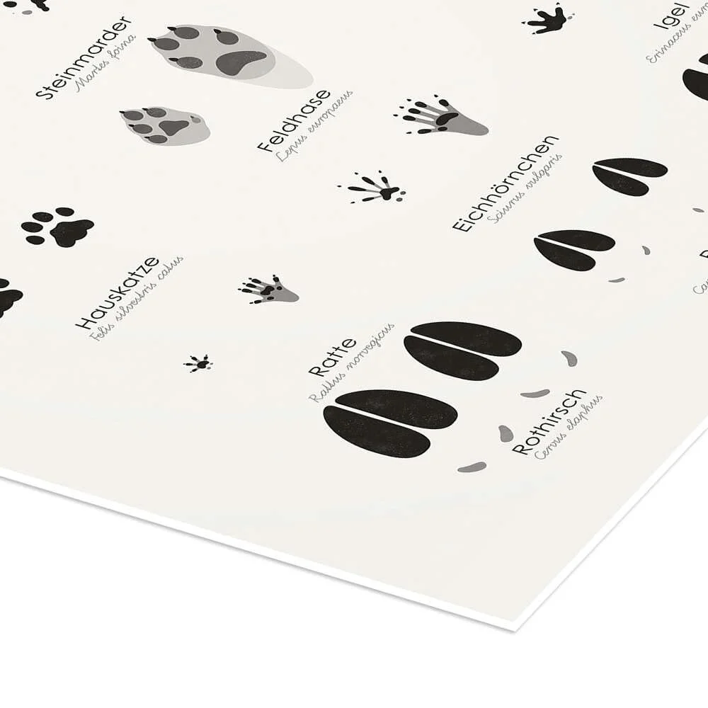 Постер Iris Luckhaus Traces of Native Animals II 30 x 40 см Глянцевый, фото №3 Постер Iris Luckhaus Traces of Native Animals II 30 x 40 см Глянцевый, фото №3