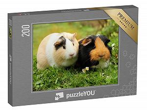 Купить Пазл puzzleYOU Guinea Pigs "Две милые морские свинки" 200 элементов - Фото 1 Пазл puzzleYOU Guinea Pigs "Две милые морские свинки" 200 элементов - Фото 1