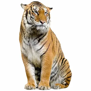 Наклейка на стіну GRAZDesign Tiger Sitting 3D 50 x 30 см - Фото 1