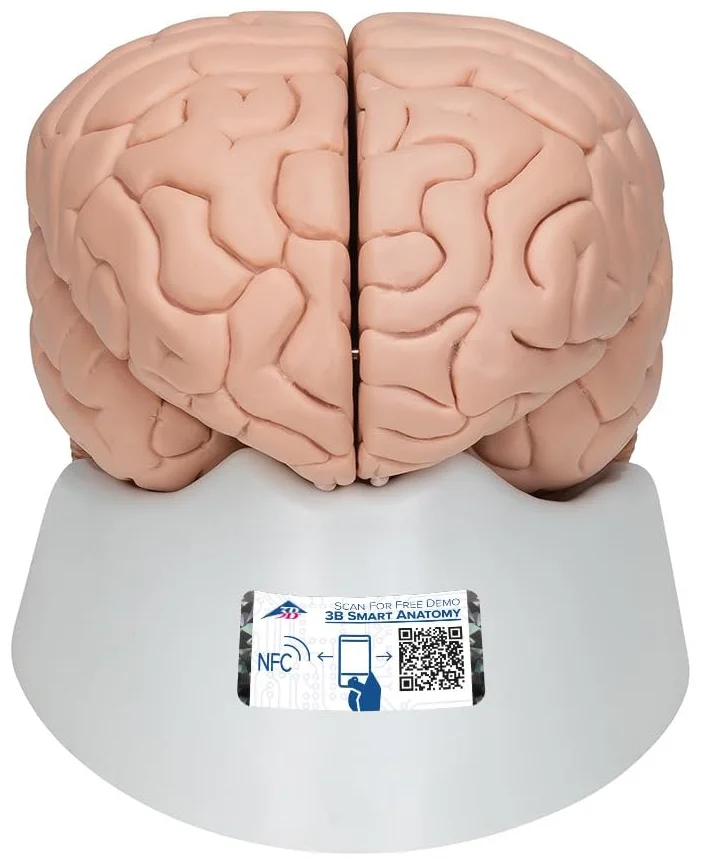 Анатомическая модель мозга 3B Scientific C17 / 8 частей / 3B Smart Anatom / Розовый, фото №1 Анатомическая модель мозга 3B Scientific C17 / 8 частей / 3B Smart Anatom / Розовый, фото №1