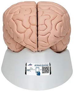 Анатомическая модель мозга 3B Scientific C17 / 8 частей / 3B Smart Anatom / Розовый - Фото 1