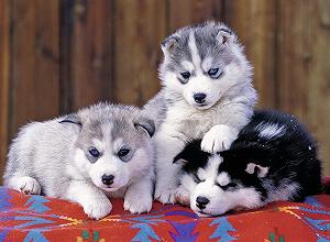 Пазл Ravensburger Decorative Cute Huskies 12823 200 деталей synthetic.ua - Фото 1