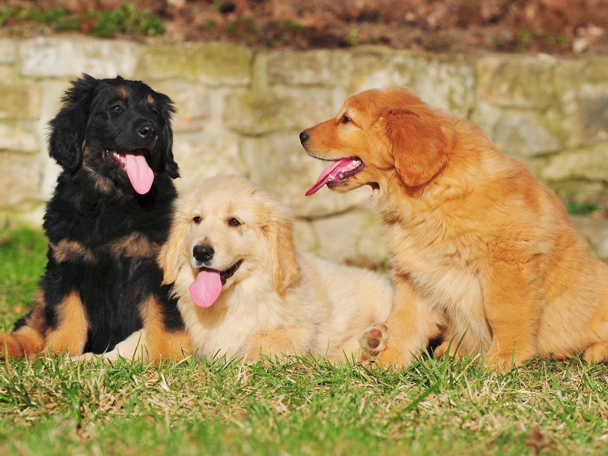 Пазл CALVENDO Hovawart Puppies ландшафтный 1000 деталей 64 x 48 см, фото №2 Пазл CALVENDO Hovawart Puppies ландшафтный 1000 деталей 64 x 48 см, фото №2