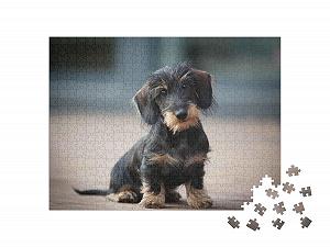 Пазл puzzleYOU Dog Jigsaw Puzzle Collection "Милый щенок жесткошерстной карликовой таксы" 500 элементов synthetic.ua - Фото 1