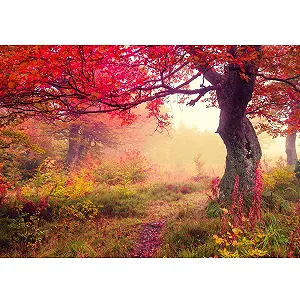 Фотошпалери 9079011a Autumn forest Флізелінові 352 x 250 см - Фото 1