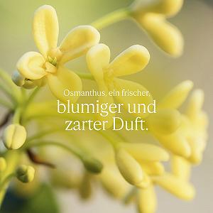 Гель для душа L'OCCITANE Osmanthus 250 мл synthetic.ua - Фото 1