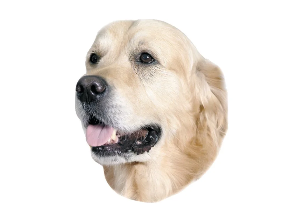 Наклейка Nobby Golden Retriever, фото №1