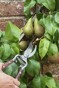 Секатор Burgon & Ball National Trust 22 см - Фото 1