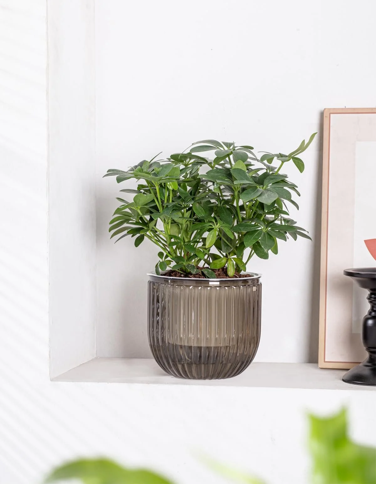 Підвісні квіткові горщики Набір з 2 шт 16.5 см Автополив Прозорий, фото №7