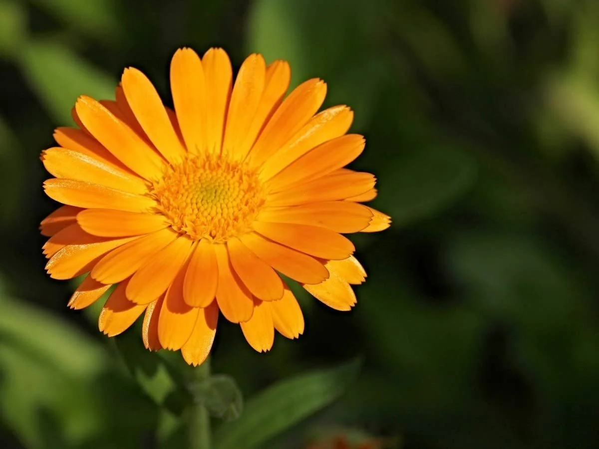 Увлажняющий и питательный крем для рук для сухой, потрескавшейся кожи рук, фото №3