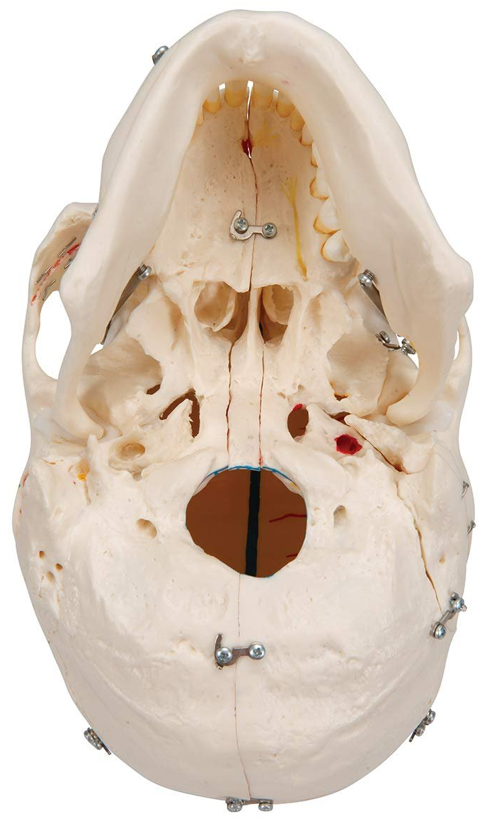 Анатомическая модель черепа 3B Scientific A27 / Подвижная челюсть / Белый, фото №5 Анатомическая модель черепа 3B Scientific A27 / Подвижная челюсть / Белый, фото №5