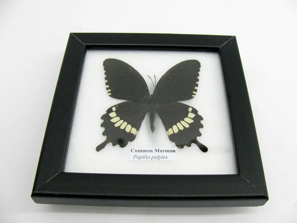 Настінна картина у вітрині Справжній метелик Common Mormon 12 x 12 x 2 см, фото №4 Настінна картина у вітрині Справжній метелик Common Mormon 12 x 12 x 2 см, фото №4