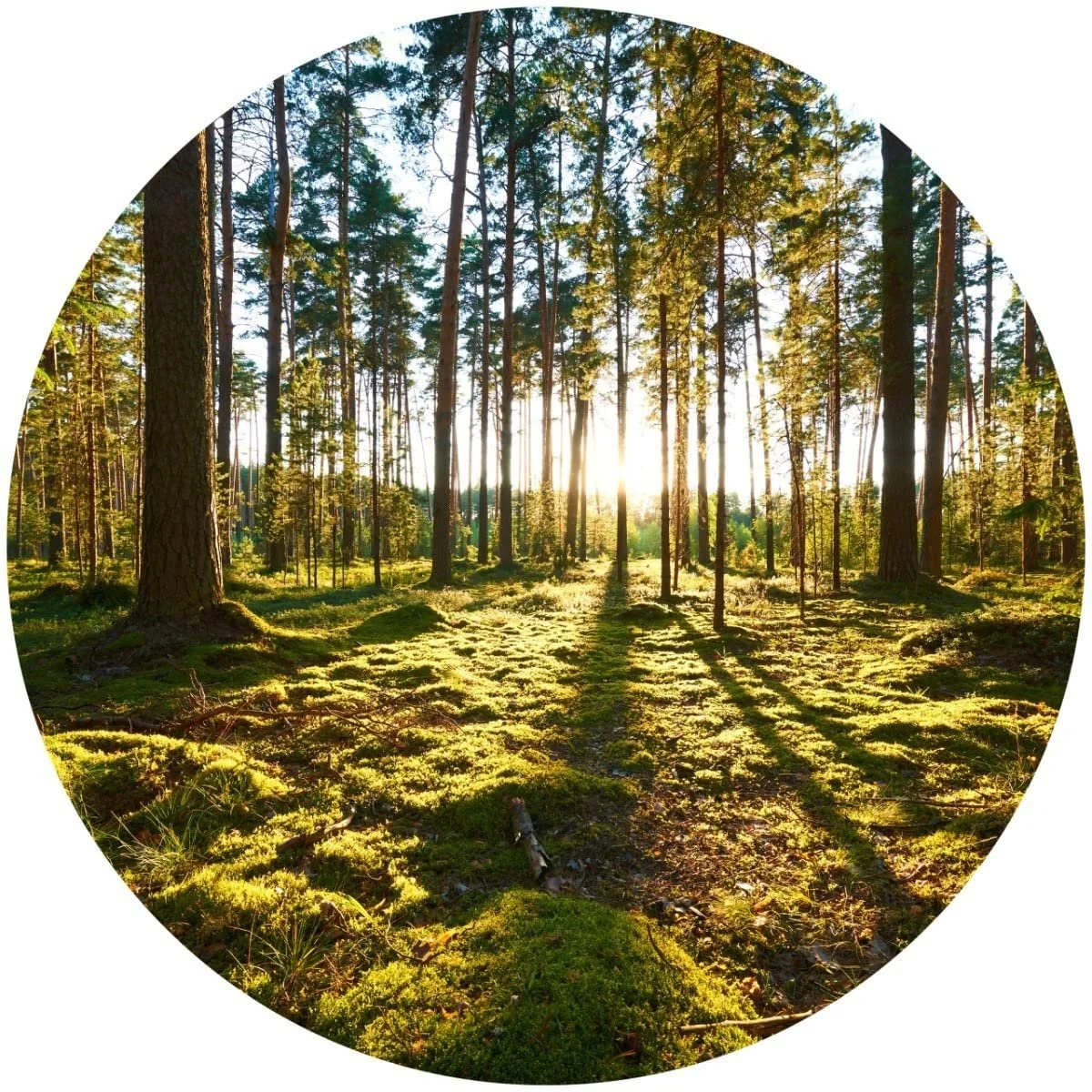 Наклейка на стіну Muralo Circle Trees Forest Sun Rays 100 x 100 см, 3D, фото №7 Наклейка на стіну Muralo Circle Trees Forest Sun Rays 100 x 100 см, 3D, фото №7