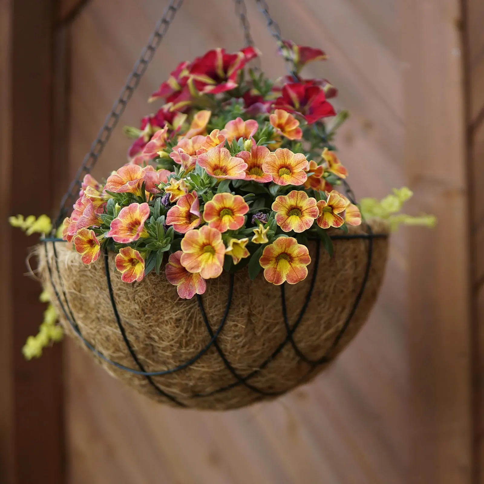 Підвісний кошик Spetebo металевий з кокосовою вставкою 30 см Чорний / Натуральний, фото №4 Підвісний кошик Spetebo металевий з кокосовою вставкою 30 см Чорний / Натуральний, фото №4