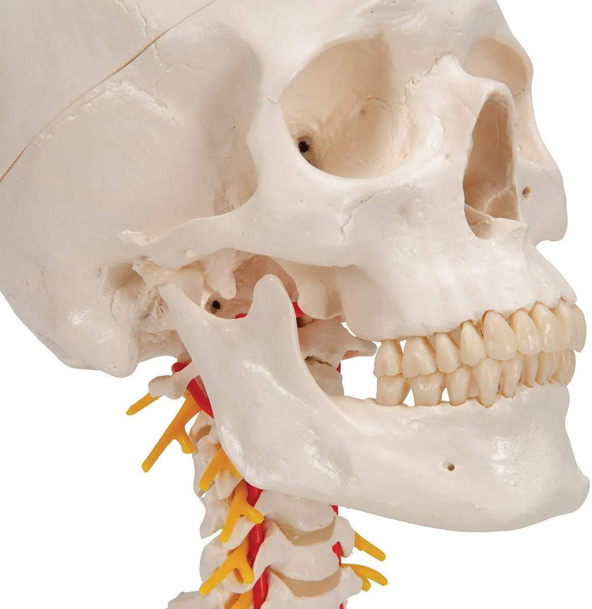 Модель черепа человека 3B Scientific A20/1 / 4 части / 3B Smart Anatom / Разноцветный, фото №6