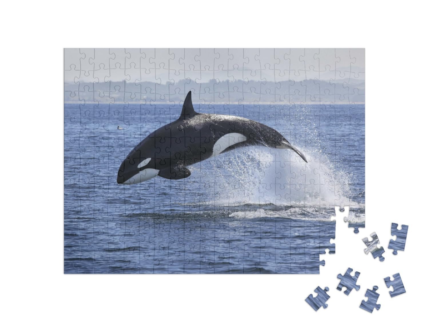 Пазл puzzleYOU Коллекция «Киты» "Косатка, Orcinus Orca, выпрыгивающая из воды" 200 элементов, фото №2