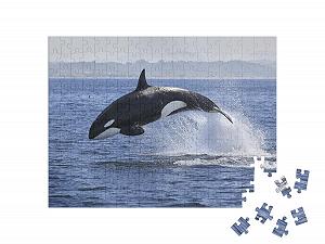 Пазл puzzleYOU Коллекция «Киты» "Косатка, Orcinus Orca, выпрыгивающая из воды" 200 элементов цена на synthetic.ua - Фото 1 Пазл puzzleYOU Коллекция «Киты» "Косатка, Orcinus Orca, выпрыгивающая из воды" 200 элементов synthetic.ua - Фото 1
