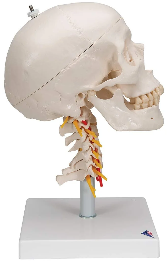 Модель черепа человека 3B Scientific A20/1 / 4 части / 3B Smart Anatom / Разноцветный, фото №3