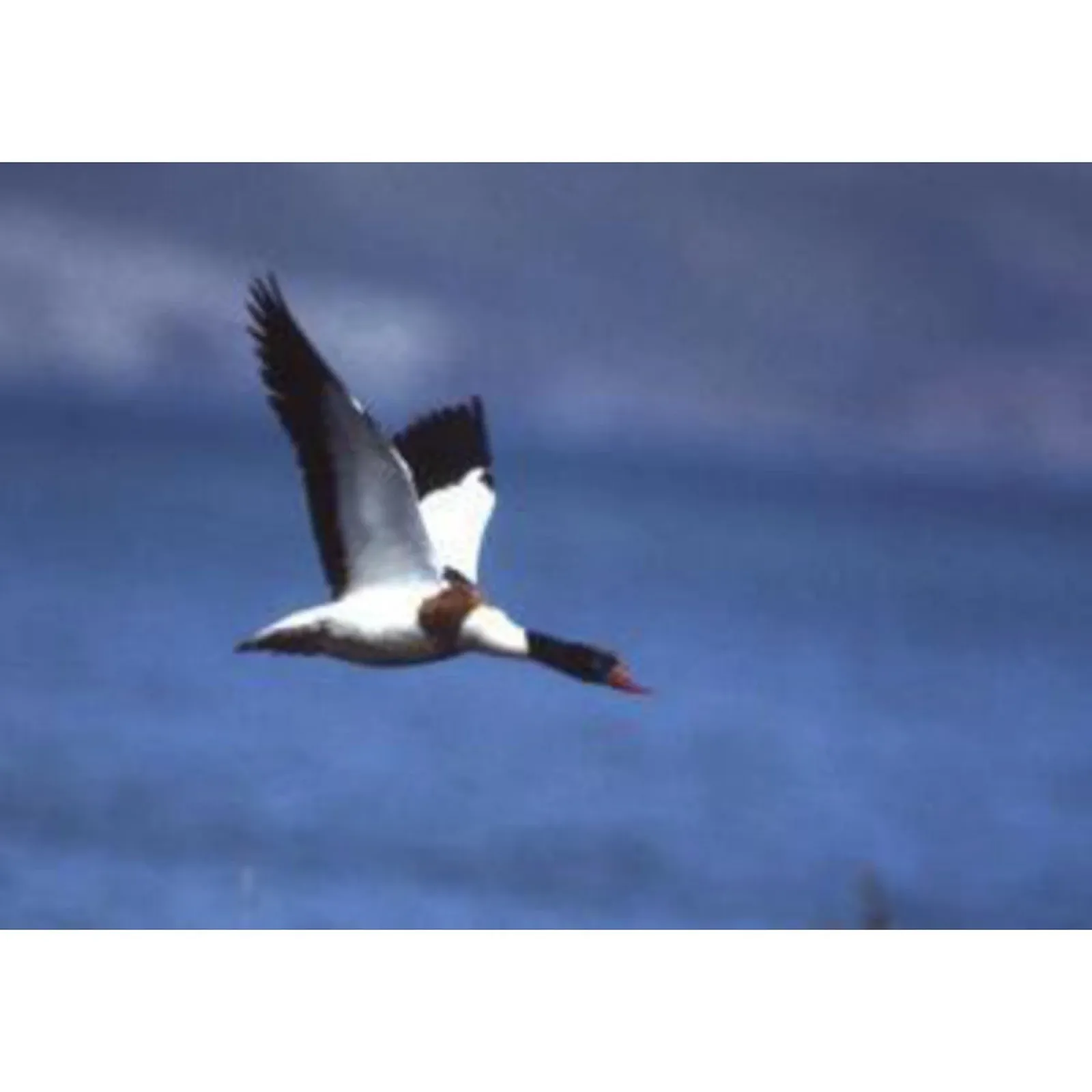 Бінокль Omegon Blackstar 8x42, фото №6