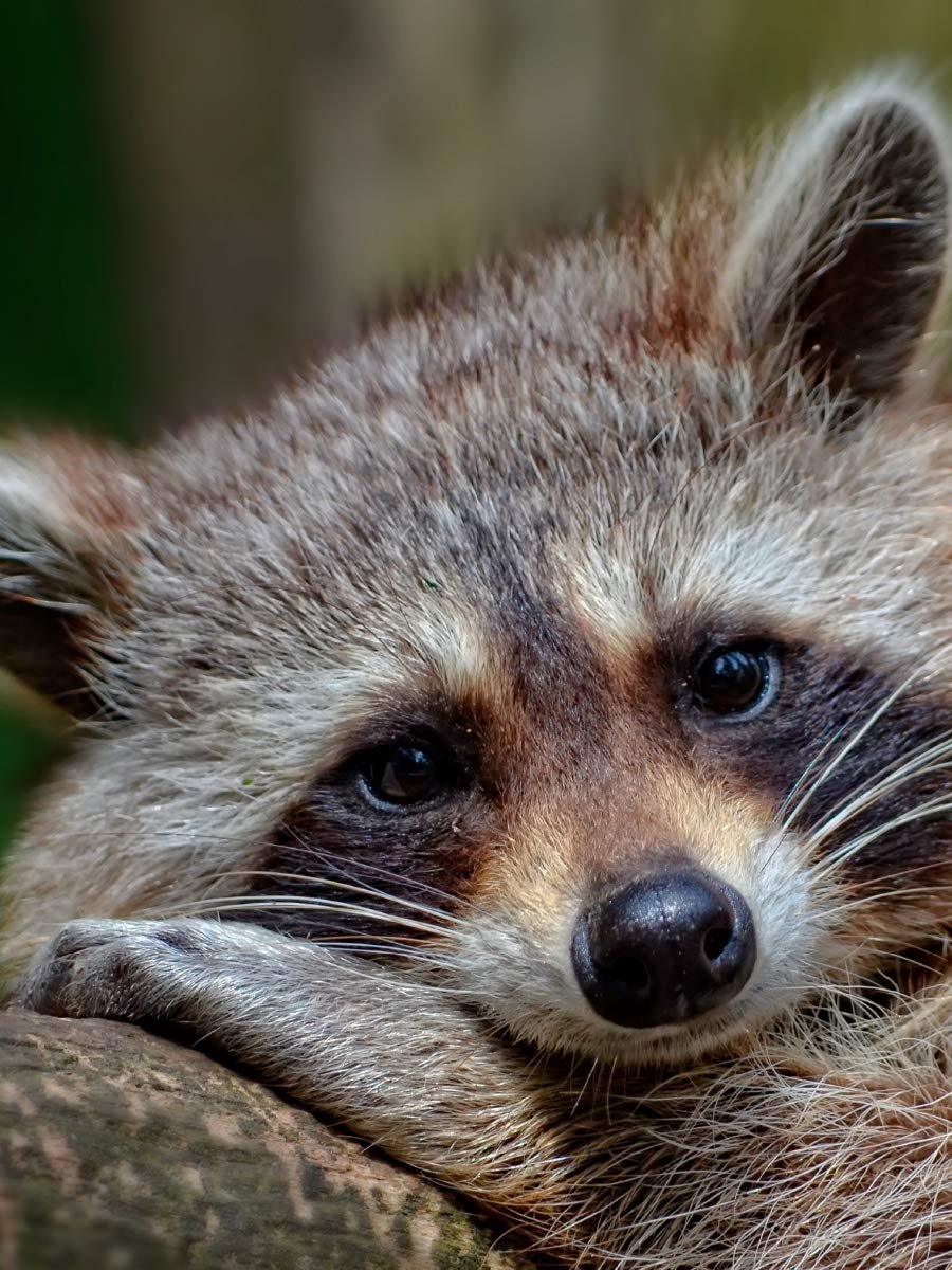 Пазл CALVENDO Raccoon - Cute Omnivore 1000 деталей, фото №3 Пазл CALVENDO Raccoon - Cute Omnivore 1000 деталей, фото №3