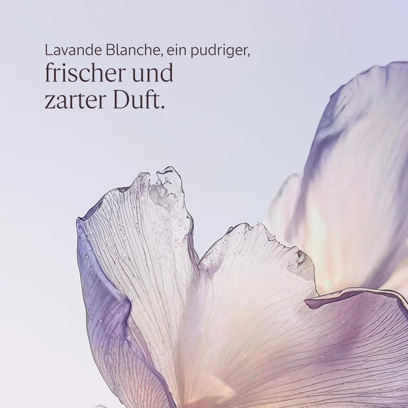 Крем для рук L'OCCITANE Lavande Blanche (Біла Лаванда) 30 мл, фото №3 Крем для рук L'OCCITANE Lavande Blanche (Біла Лаванда) 30 мл, фото №3