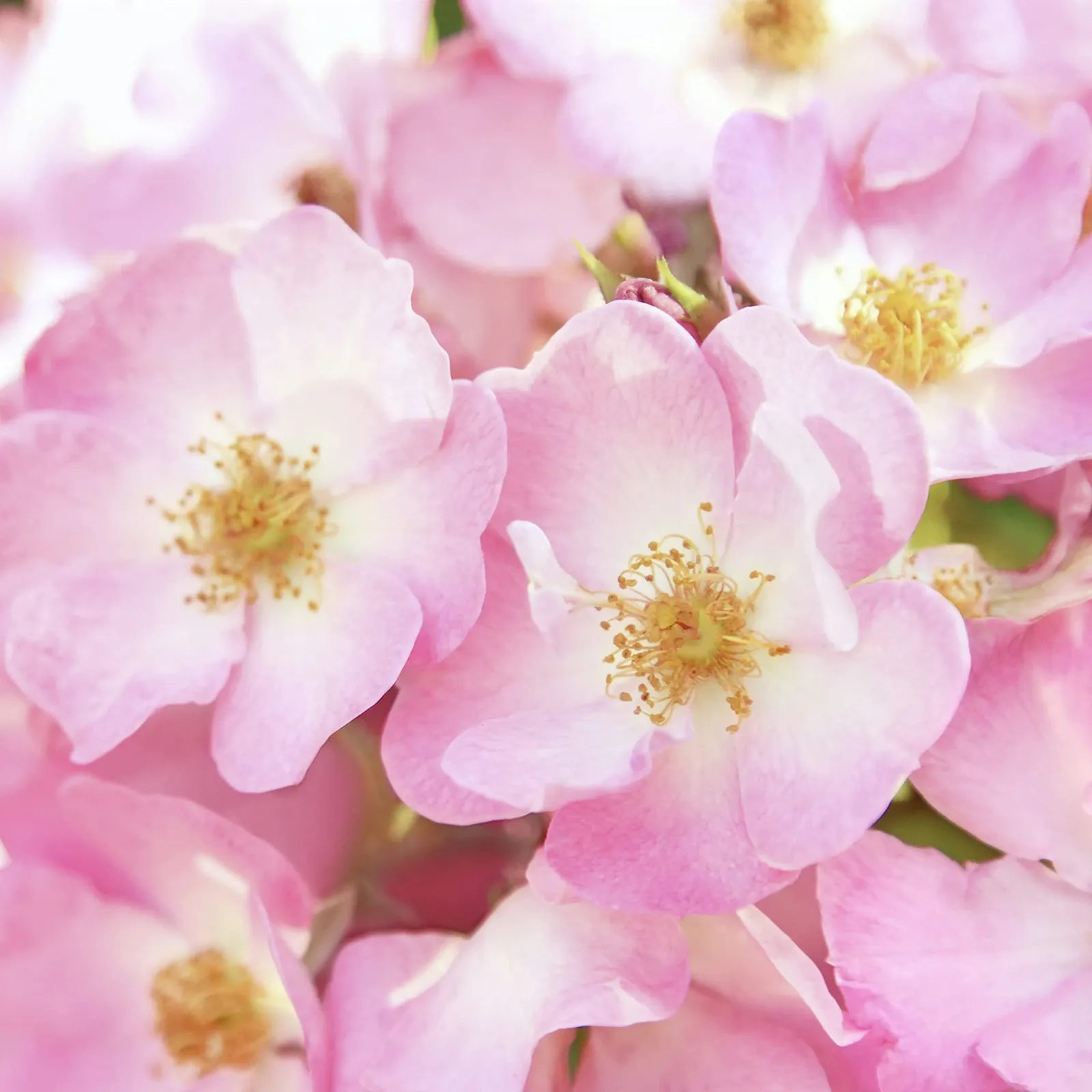 Зволожувальний крем Weleda Wild Rose Smoothing 30 мл розгладжувальний, фото №7