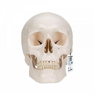 Купити Анатомічна модель черепа 3B Scientific A20/9 / 3 частини / Рухома щелепа / 3B Smart Anatom / Білий - Фото 1 Анатомічна модель черепа 3B Scientific A20/9 / 3 частини / Рухома щелепа / 3B Smart Anatom / Білий - Фото 1