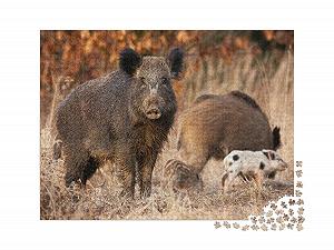 Пазл puzzleYOU Дикий кабан, Животные в лесах и горах "Опасный дикий кабан, Su Scrofa, защищающий своих детенышей" 2000 деталей synthetic.ua - Фото 1