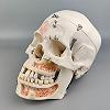 Анатомическая модель черепа 3B Scientific A27 / Подвижная челюсть / Белый Уценка Анатомическая модель черепа 3B Scientific A27 / Подвижная челюсть / Белый Уценка