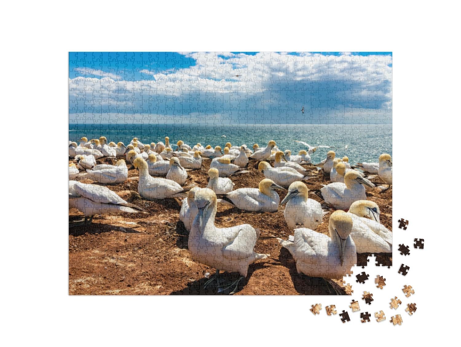 Пазл puzzleYOU Schleswig-Holstein Puzzle Collection Стая спящих птиц на острове Гельголанд, Германия 1000 деталей, фото №2