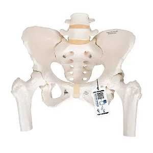 Модель женского тазового скелета 3B Scientific Human Anatomy / С подвижными головками бедренных костей / Белая - Фото 1