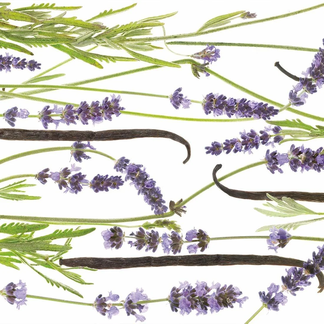 Крем для рук Primavera Regenerierende Лаванда Ваніль, фото №4