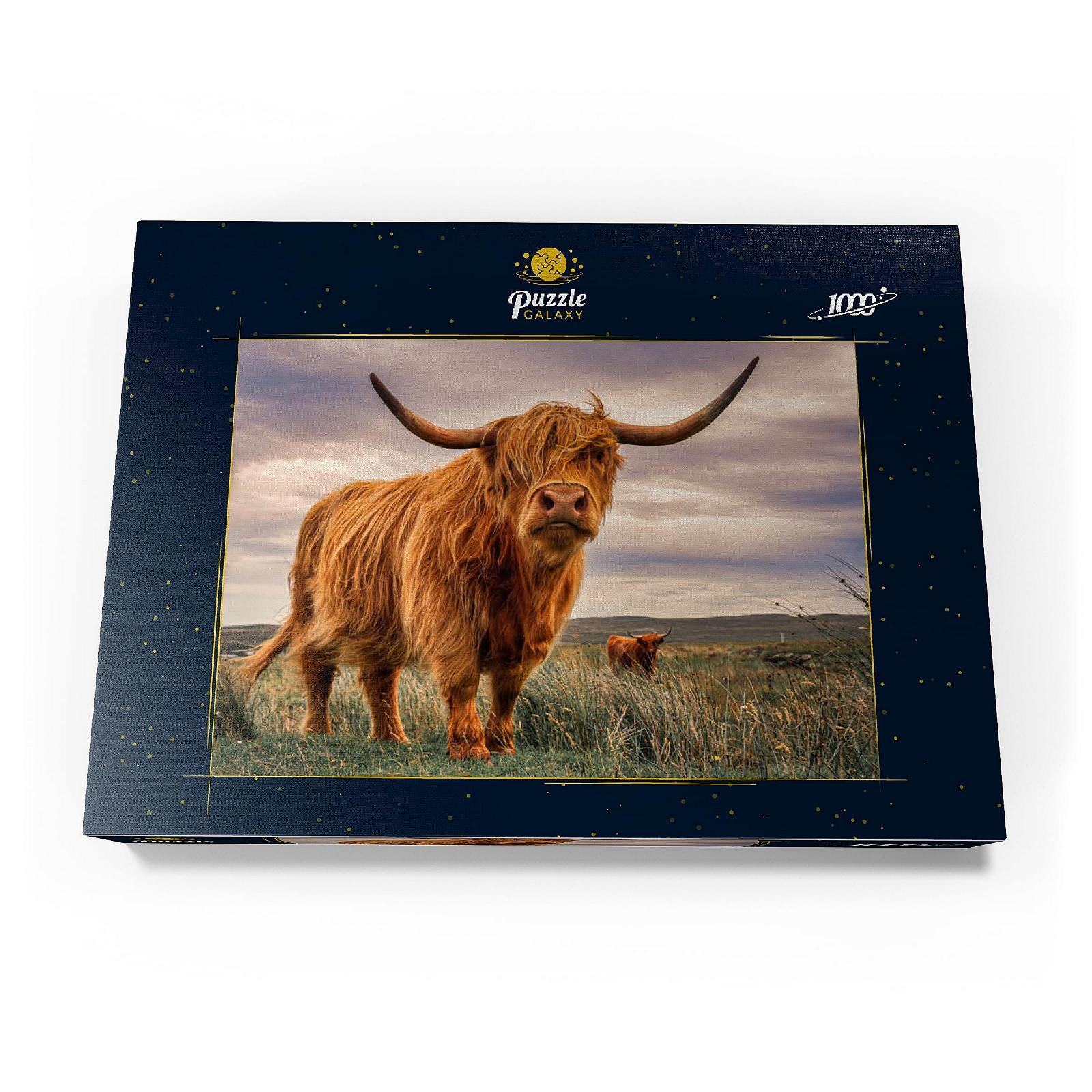 Пазлы MyPuzzle Special Collection by Puzzle Galaxy Highland Cows on the North Coast of Scotland Premium 1000 элементов, фото №4