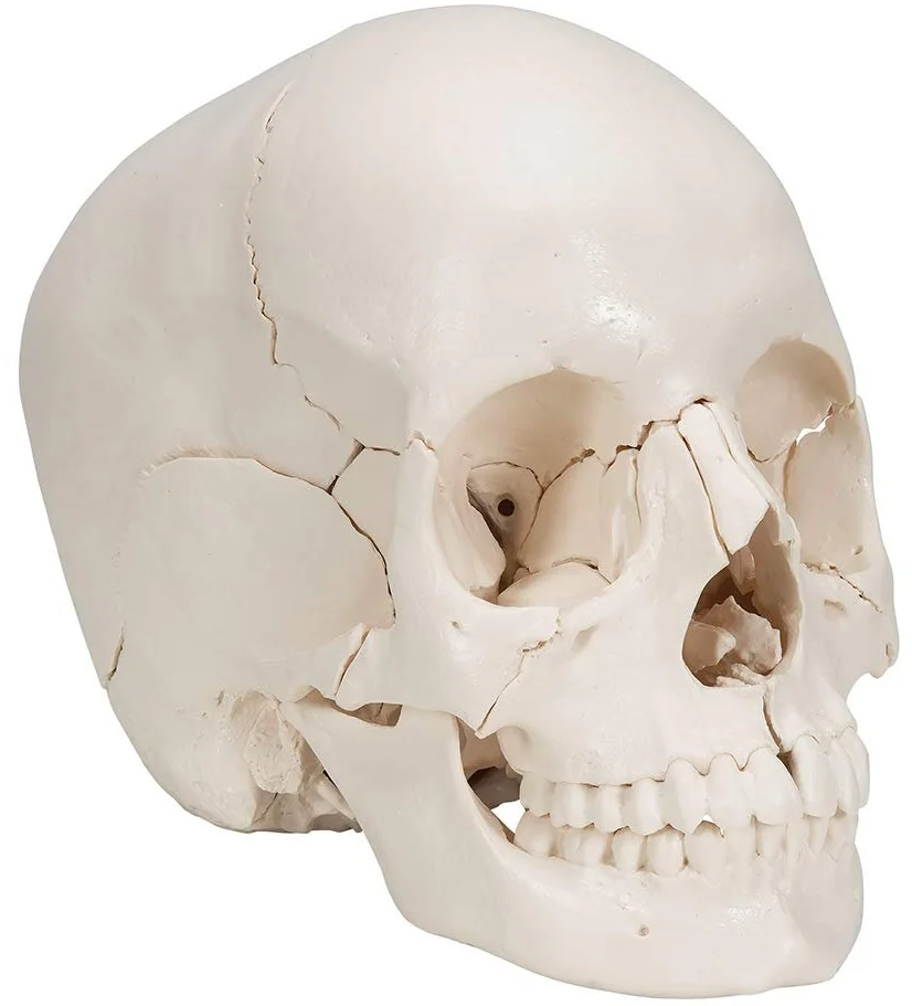 Анатомическая модель черепа 3B Scientific A290 / 22 части / Подвижная челюсть / 3B Smart Anatom / Белый, фото №2