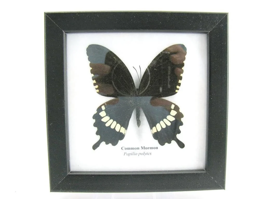 Настінна картина у вітрині Справжній метелик Common Mormon 12 x 12 x 2 см, фото №2 Настінна картина у вітрині Справжній метелик Common Mormon 12 x 12 x 2 см, фото №2