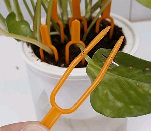 Фіксатор для стебла рослин, 50шт - Фото 1