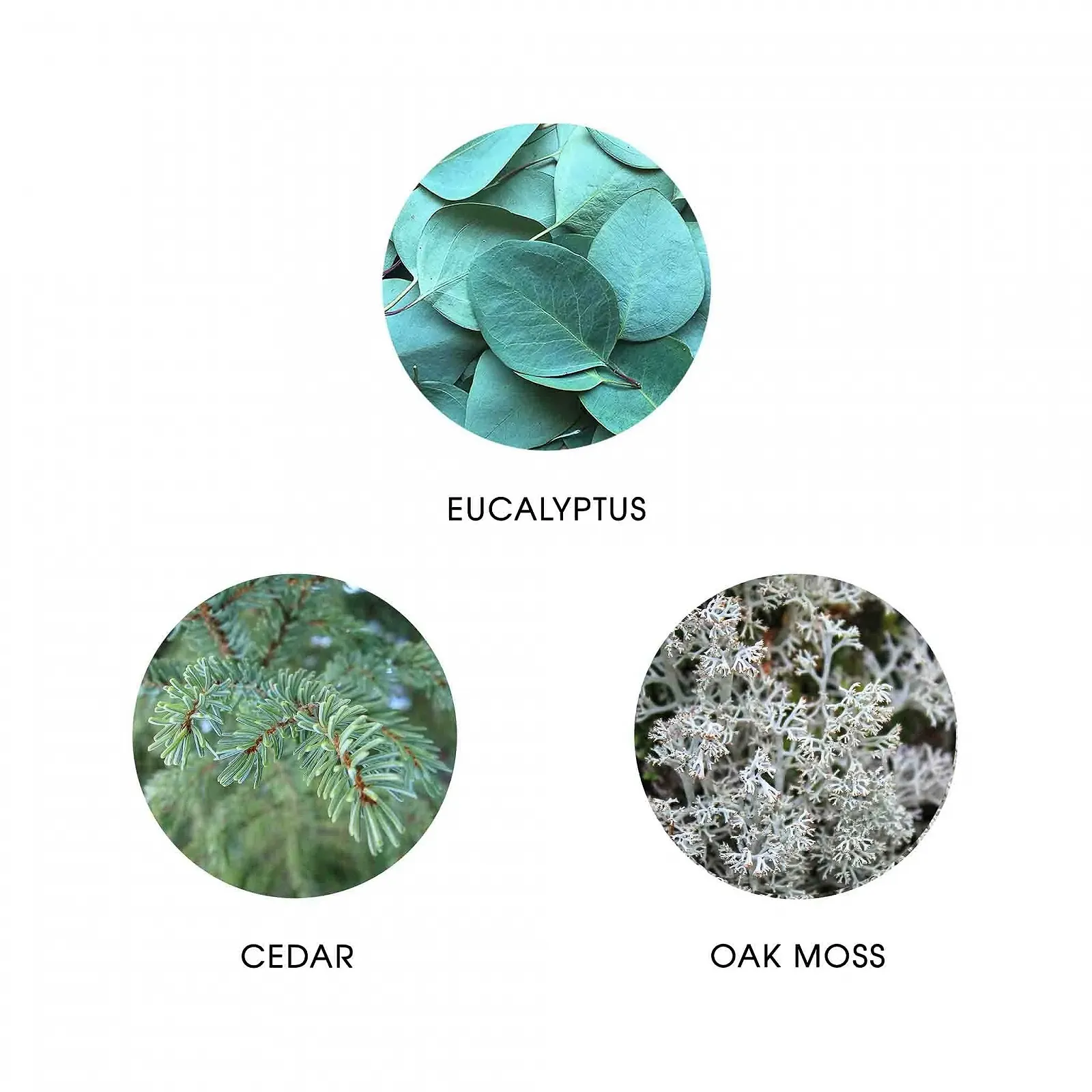 Парфюмированная вода FiiLiT parfum du voyage Naturelle Ice Boreal, фото №4