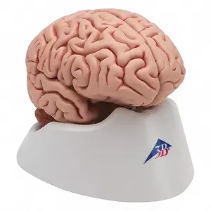 Анатомічна модель мозку 3B Scientific C18 / 5 частин / 3B Smart Anatom / Рожевий - Фото 1