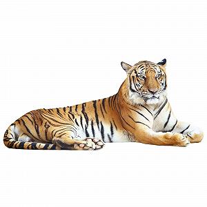 Наклейка на стіну GRAZDesign Tiger Lying Africa 3D 87 x 40 см - Фото 1