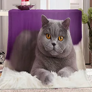 М'який плед Einfachheit Kätzchen Fotografie, високоякісний фланель, сіро-фіолетовий, 200 x 200 см - Фото 1