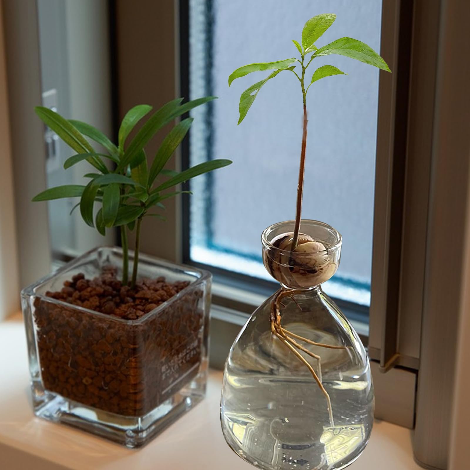 Ваза для авокадо JOJOCY Скляна 2 шт., фото №6