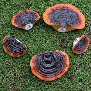 Декоративна настінна полиця Eujgoov Міні-імітація гриба Рейші з полірезину для саду та патіо synthetic.ua - Фото 1