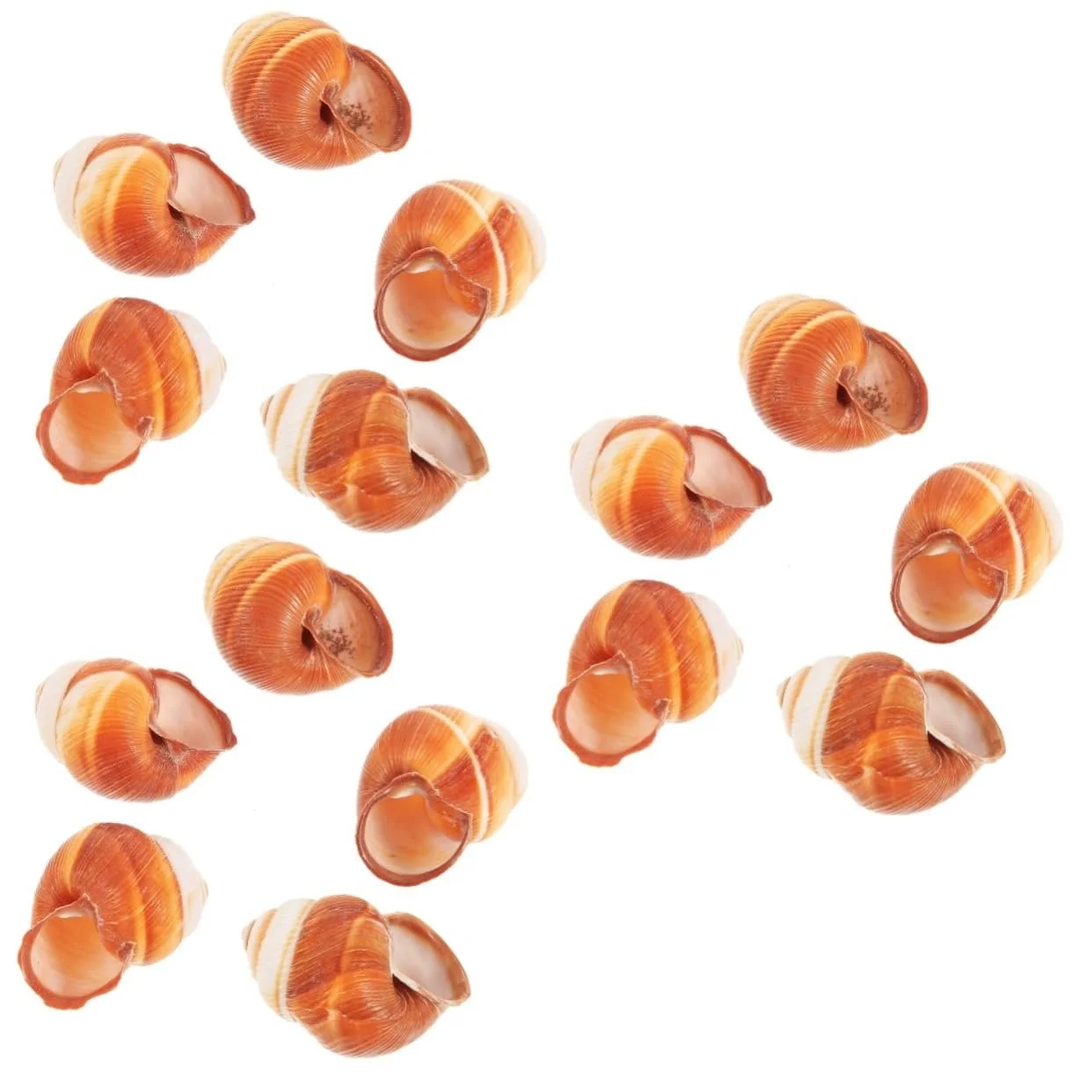 Раковины для запекания улиток BESPORTBLE 15 шт Natural Snail Shell, фото №1