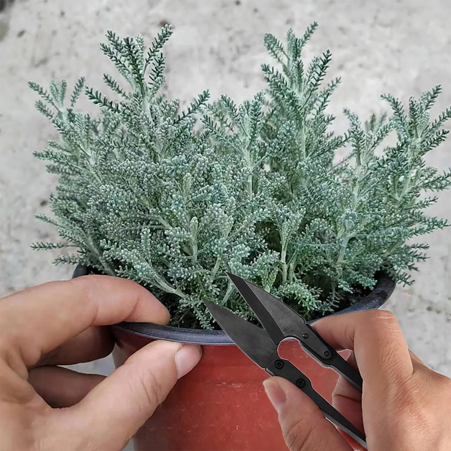 Ножиці для обрізки iCovalescent 5 шт., сталь нержавіюча, чорний, фото №6